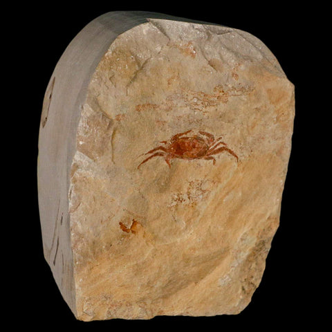 1.4" Fossil Crab Pinnixa Galliheri Pea Crab Monterey Cty San Luis Obispo Miocene Epoch - Fossil Age Minerals