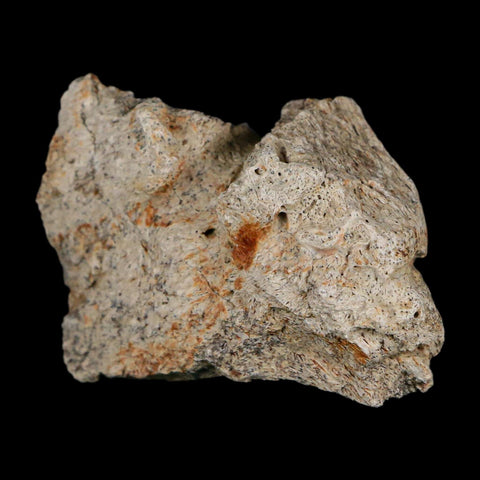 1.8" Triceratops Fossil Frill With Blood Grooves Lance Creek FM Cretaceous Dinosaur WY - Fossil Age Minerals