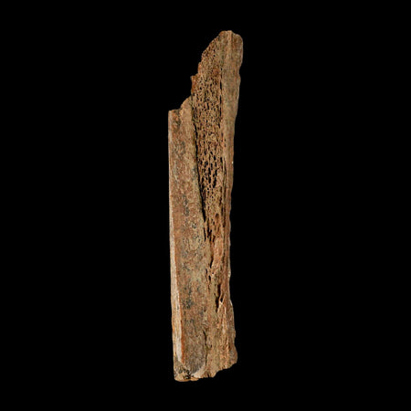 6.8" Corythosaurus Fossil Limb Bone Section Judith River Cretaceous Dinosaur COA