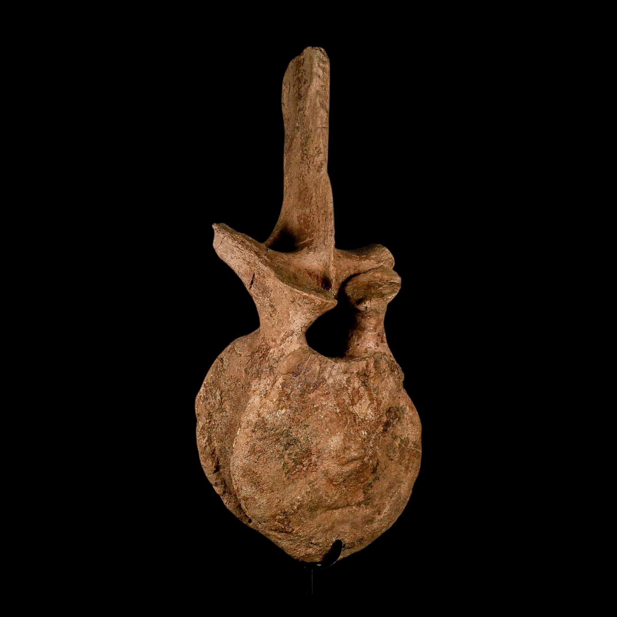 XL 16.5" Hadrosaur Dinosaur Fossil Vertebrae Bone Hell Creek FM MT COA Metal Stand - Fossil Age Minerals