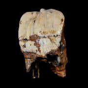 4.5" Woolly Rhinoceros Fossil Rooted Tooth Pleistocene Age Megafauna Russia COA