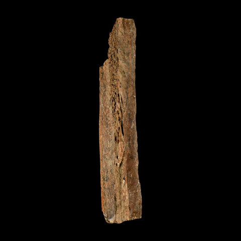 6.8" Corythosaurus Fossil Limb Bone Section Judith River Cretaceous Dinosaur COA - Fossil Age Minerals
