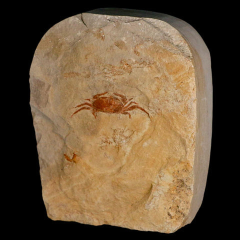 1.4" Fossil Crab Pinnixa Galliheri Pea Crab Monterey Cty San Luis Obispo Miocene Epoch - Fossil Age Minerals