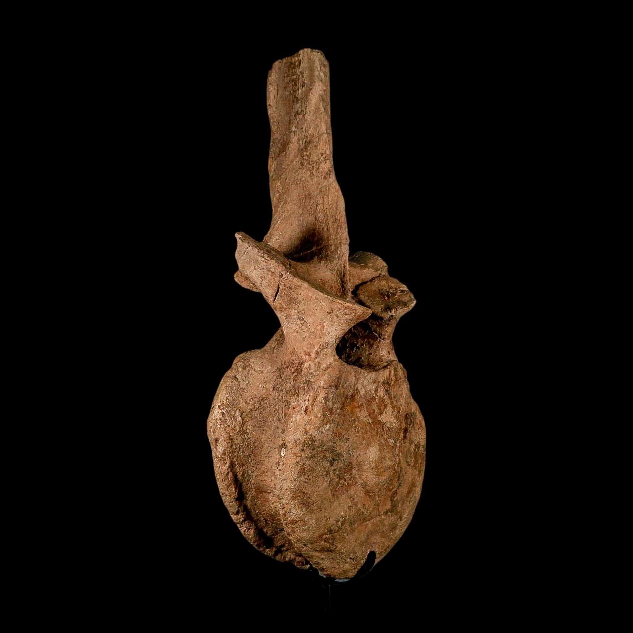 XL 16.5" Hadrosaur Dinosaur Fossil Vertebrae Bone Hell Creek FM MT COA Metal Stand - Fossil Age Minerals