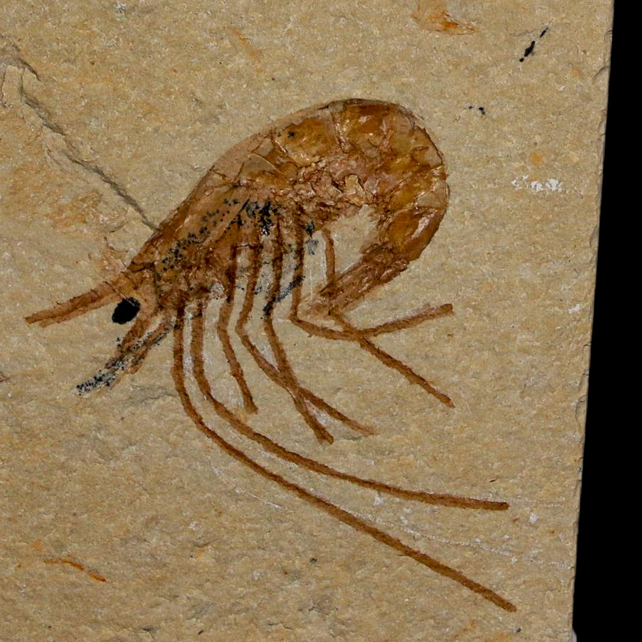 1.3" Fossil Shrimp Carpopenaeus Cretaceous Age 100 Mil Yrs Old Lebanon COA