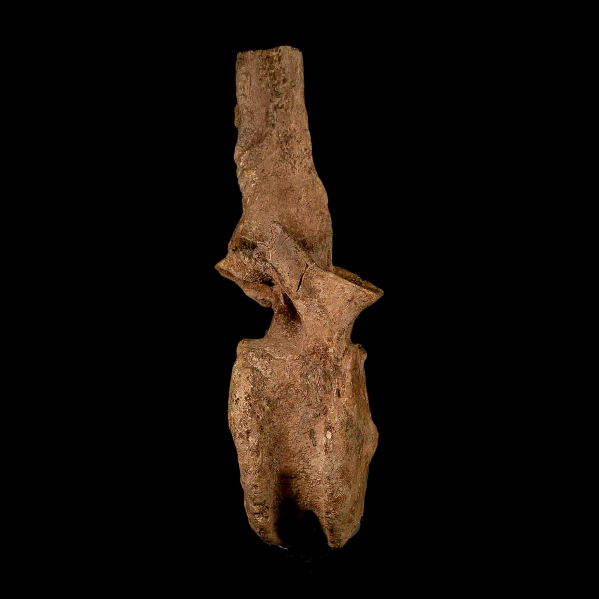 XL 16.5" Hadrosaur Dinosaur Fossil Vertebrae Bone Hell Creek FM MT COA Metal Stand - Fossil Age Minerals