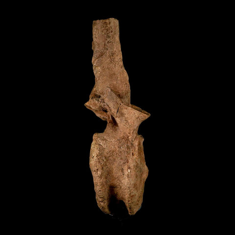 XL 16.5" Hadrosaur Dinosaur Fossil Vertebrae Bone Hell Creek FM MT COA Metal Stand