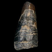 1.6" Sarcosuchus Imperator Crocodile Fossil Tooth Elrhaz FM Cretaceous Niger COA