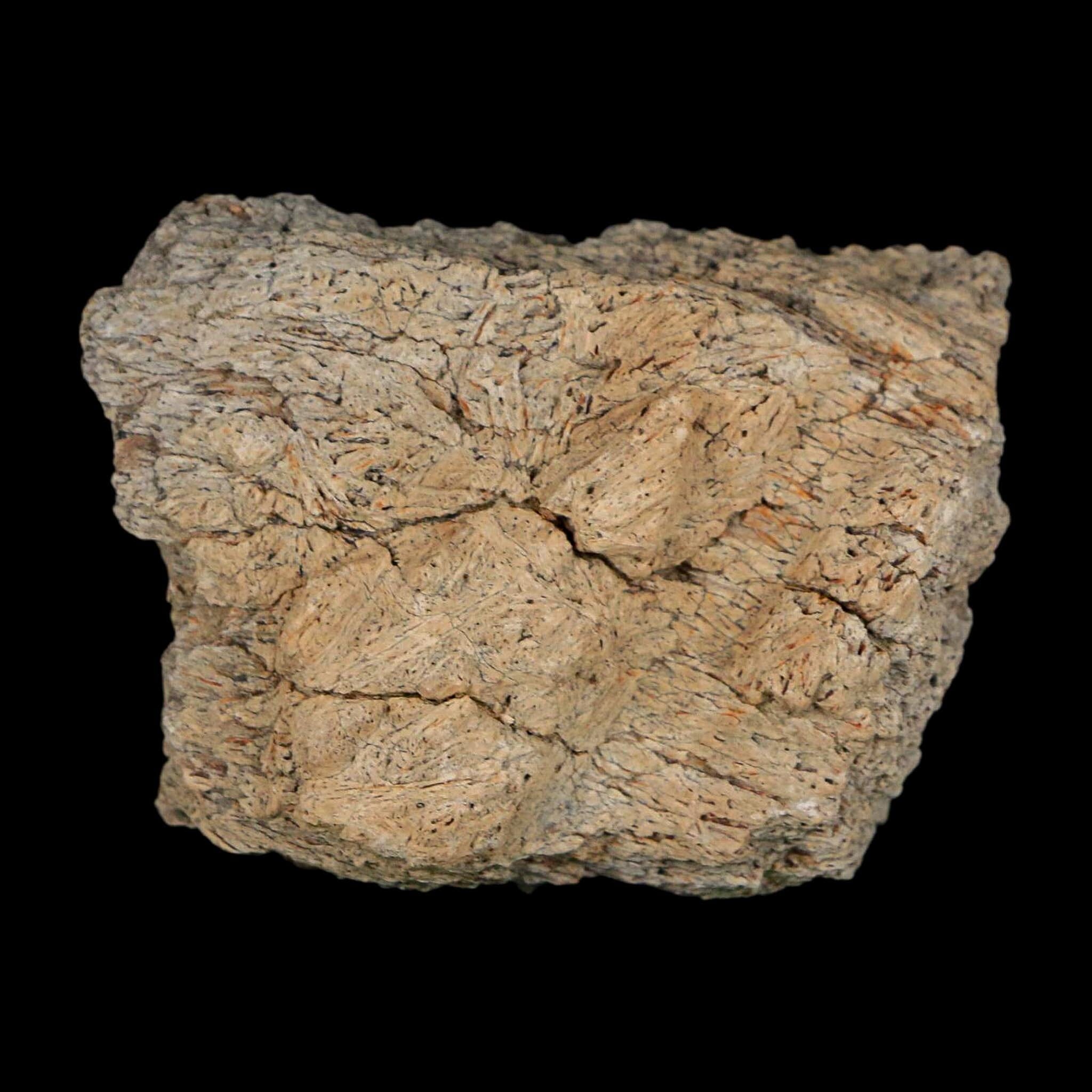 2" Triceratops Fossil Frill With Blood Grooves Lance Creek FM Cretaceous Dinosaur WY - Fossil Age Minerals