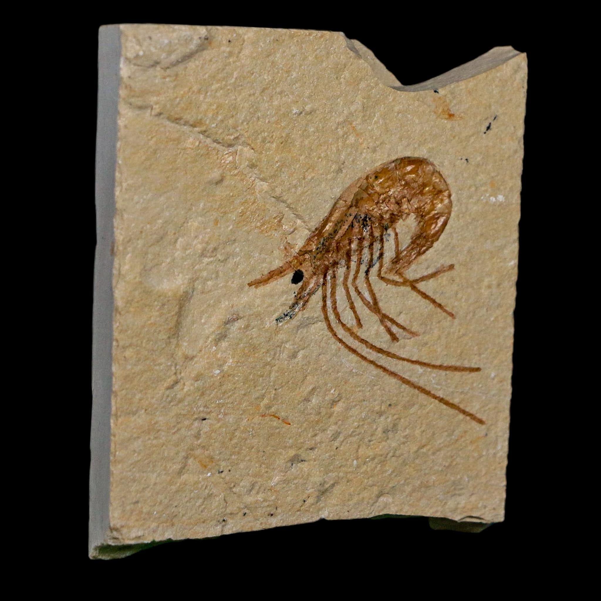 1.3" Fossil Shrimp Carpopenaeus Cretaceous Age 100 Mil Yrs Old Lebanon COA