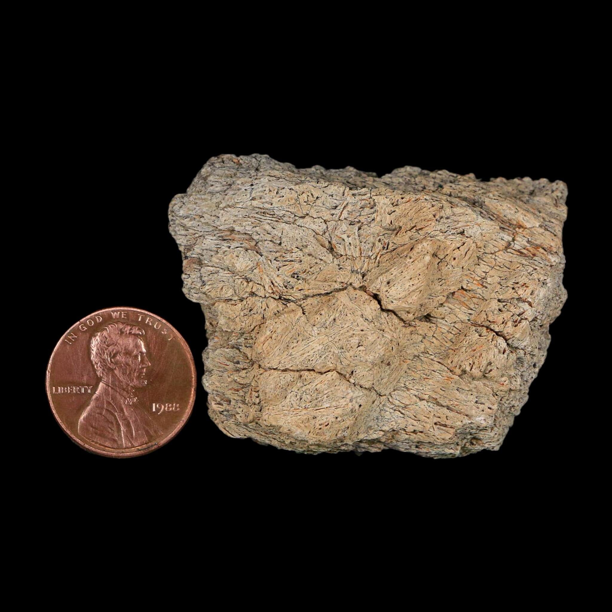 2" Triceratops Fossil Frill With Blood Grooves Lance Creek FM Cretaceous Dinosaur WY - Fossil Age Minerals