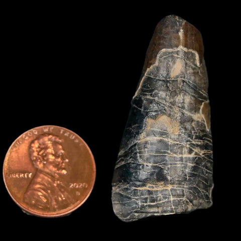 1.6" Sarcosuchus Imperator Crocodile Fossil Tooth Elrhaz FM Cretaceous Niger COA - Fossil Age Minerals