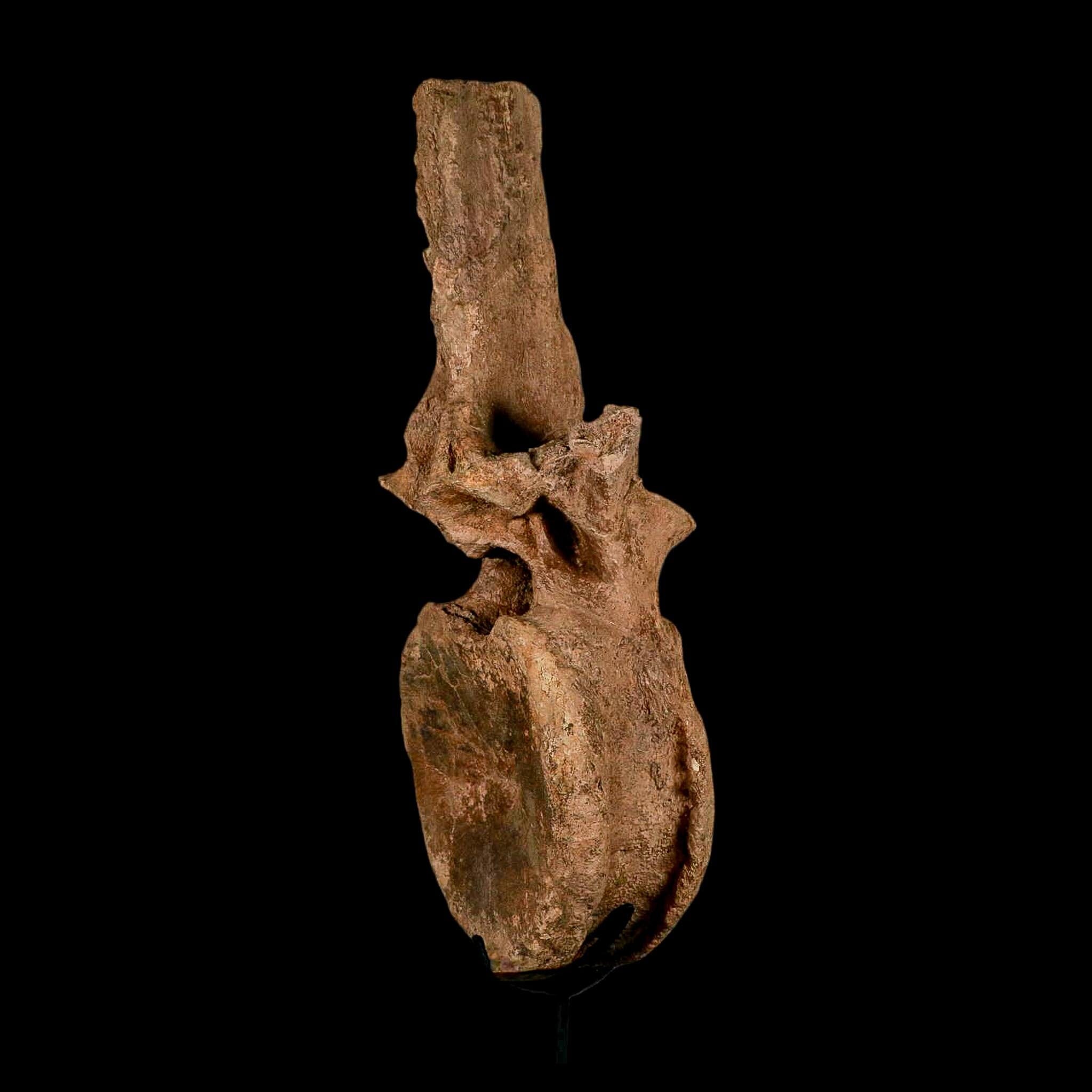 XL 16.5" Hadrosaur Dinosaur Fossil Vertebrae Bone Hell Creek FM MT COA Metal Stand - Fossil Age Minerals