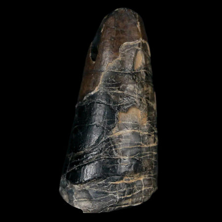 1.6" Sarcosuchus Imperator Crocodile Fossil Tooth Elrhaz FM Cretaceous Niger COA