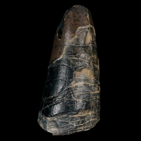 1.6" Sarcosuchus Imperator Crocodile Fossil Tooth Elrhaz FM Cretaceous Niger COA - Fossil Age Minerals