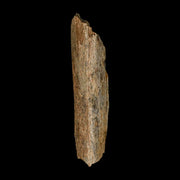 5.7" Corythosaurus Fossil Limb Bone Section Judith River Cretaceous Dinosaur COA
