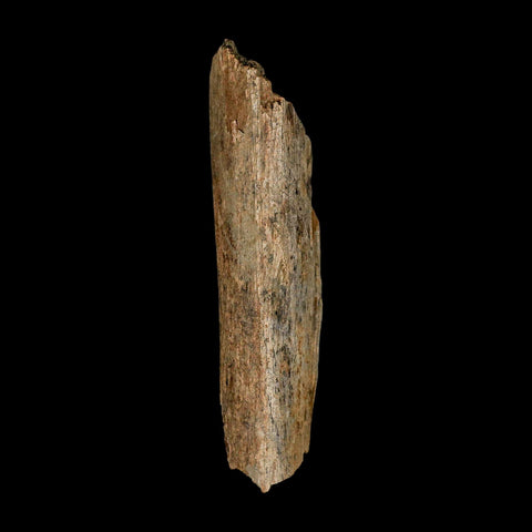 5.7" Corythosaurus Fossil Limb Bone Section Judith River Cretaceous Dinosaur COA - Fossil Age Minerals