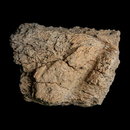 2" Triceratops Fossil Frill With Blood Grooves Lance Creek FM Cretaceous Dinosaur WY