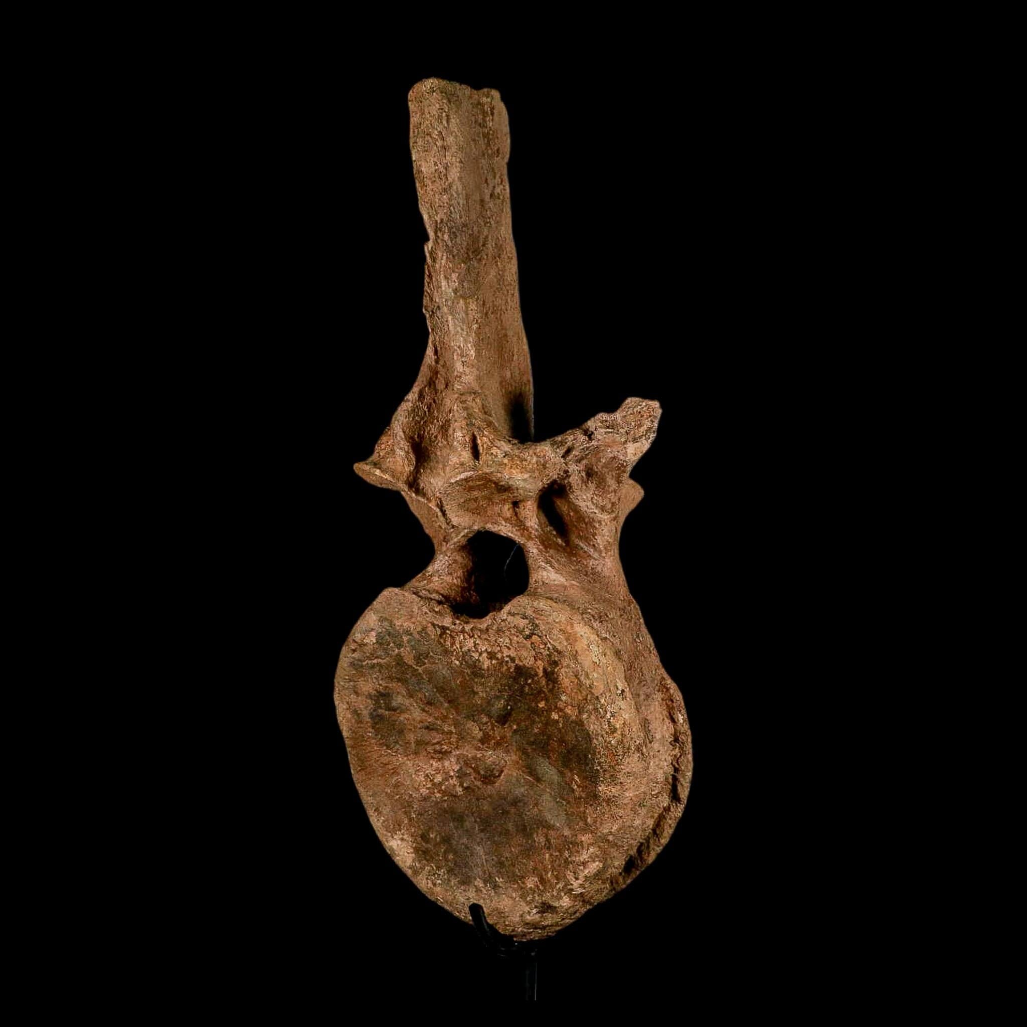 XL 16.5" Hadrosaur Dinosaur Fossil Vertebrae Bone Hell Creek FM MT COA Metal Stand - Fossil Age Minerals