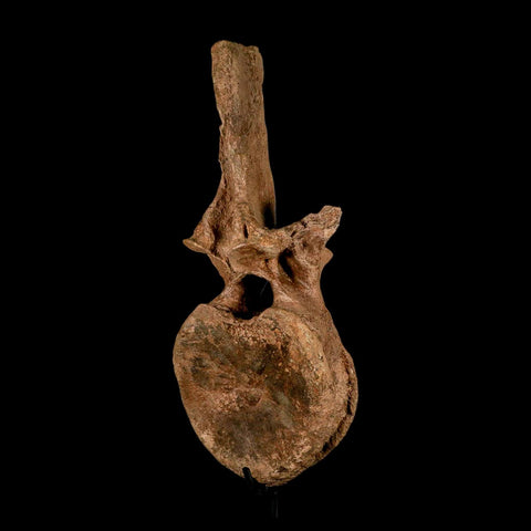 XL 16.5" Hadrosaur Dinosaur Fossil Vertebrae Bone Hell Creek FM MT COA Metal Stand