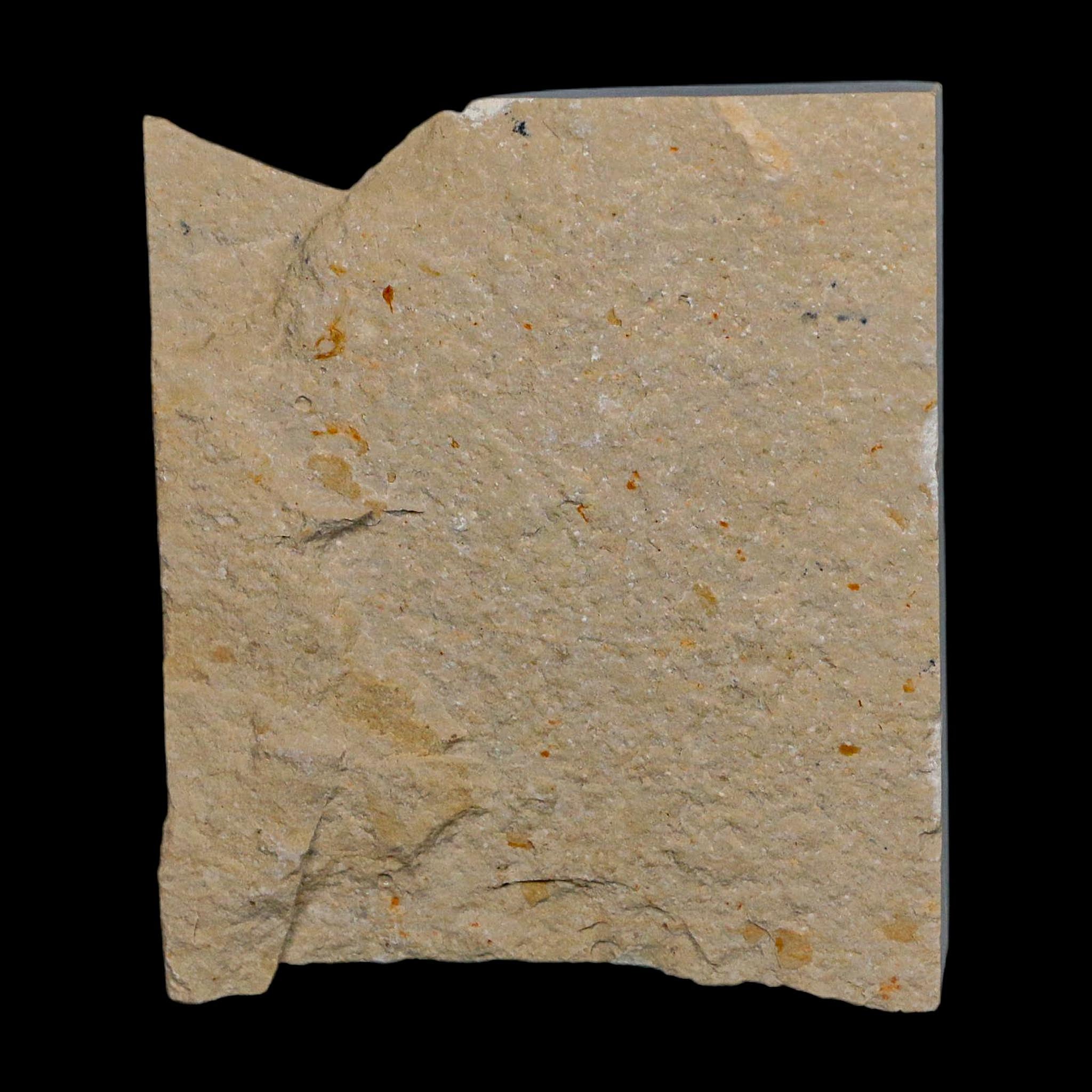 1.3" Fossil Shrimp Carpopenaeus Cretaceous Age 100 Mil Yrs Old Lebanon COA