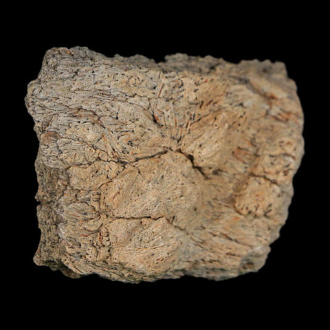 2" Triceratops Fossil Frill With Blood Grooves Lance Creek FM Cretaceous Dinosaur WY - Fossil Age Minerals
