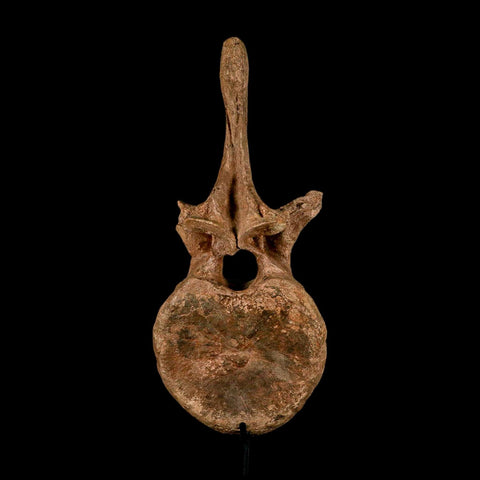 XL 16.5" Hadrosaur Dinosaur Fossil Vertebrae Bone Hell Creek FM MT COA Metal Stand