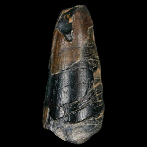 1.6" Sarcosuchus Imperator Crocodile Fossil Tooth Elrhaz FM Cretaceous Niger COA - Fossil Age Minerals