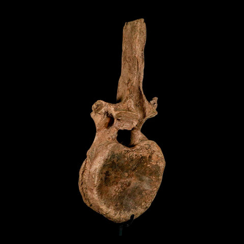 XL 16.5" Hadrosaur Dinosaur Fossil Vertebrae Bone Hell Creek FM MT COA Metal Stand