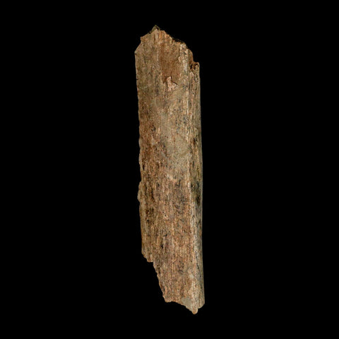 5.7" Corythosaurus Fossil Limb Bone Section Judith River Cretaceous Dinosaur COA - Fossil Age Minerals