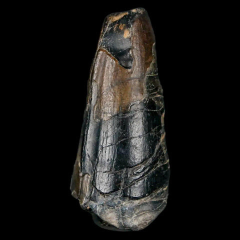 1.6" Sarcosuchus Imperator Crocodile Fossil Tooth Elrhaz FM Cretaceous Niger COA - Fossil Age Minerals