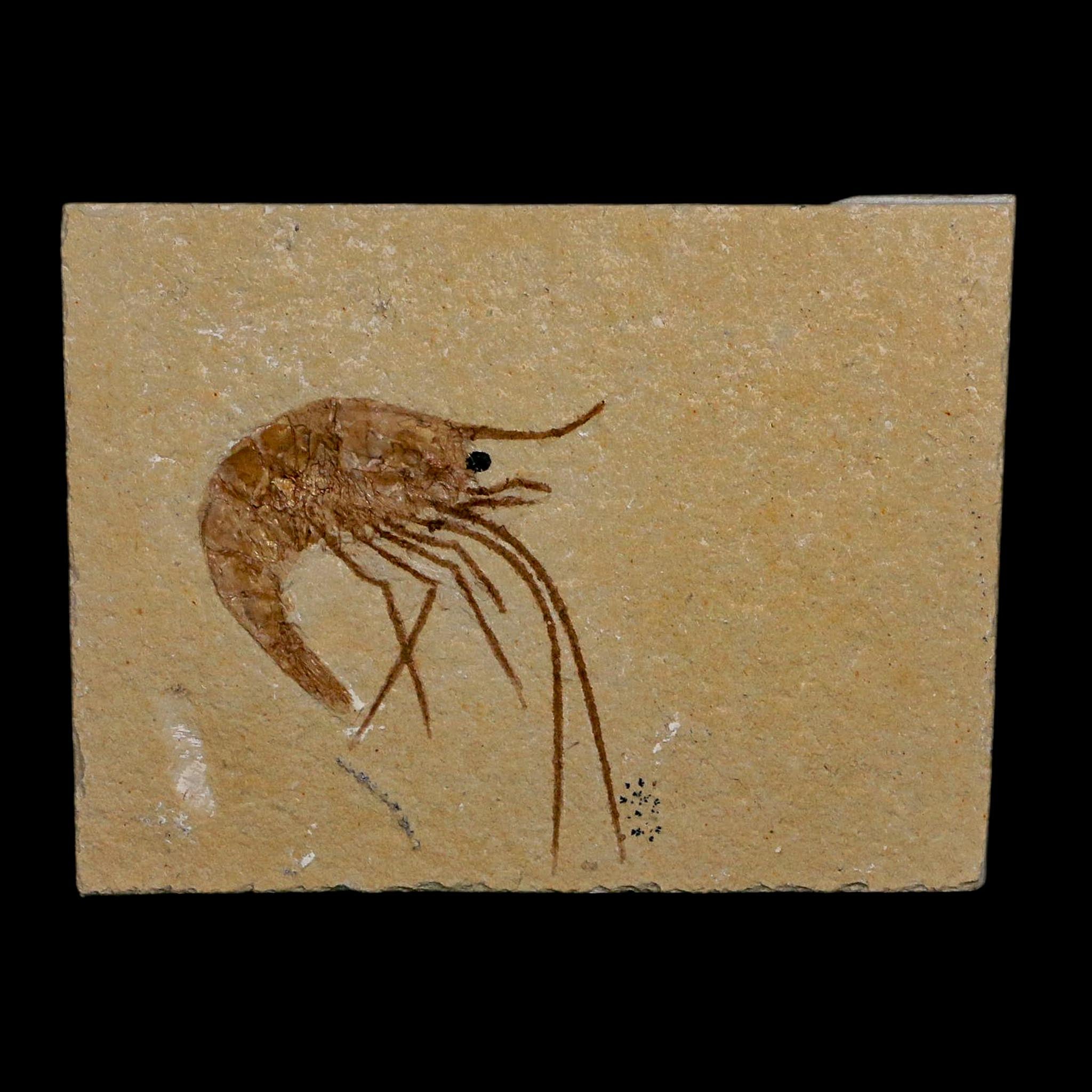 1.4" Fossil Shrimp Carpopenaeus Cretaceous Age 100 Mil Yrs Old Lebanon COA