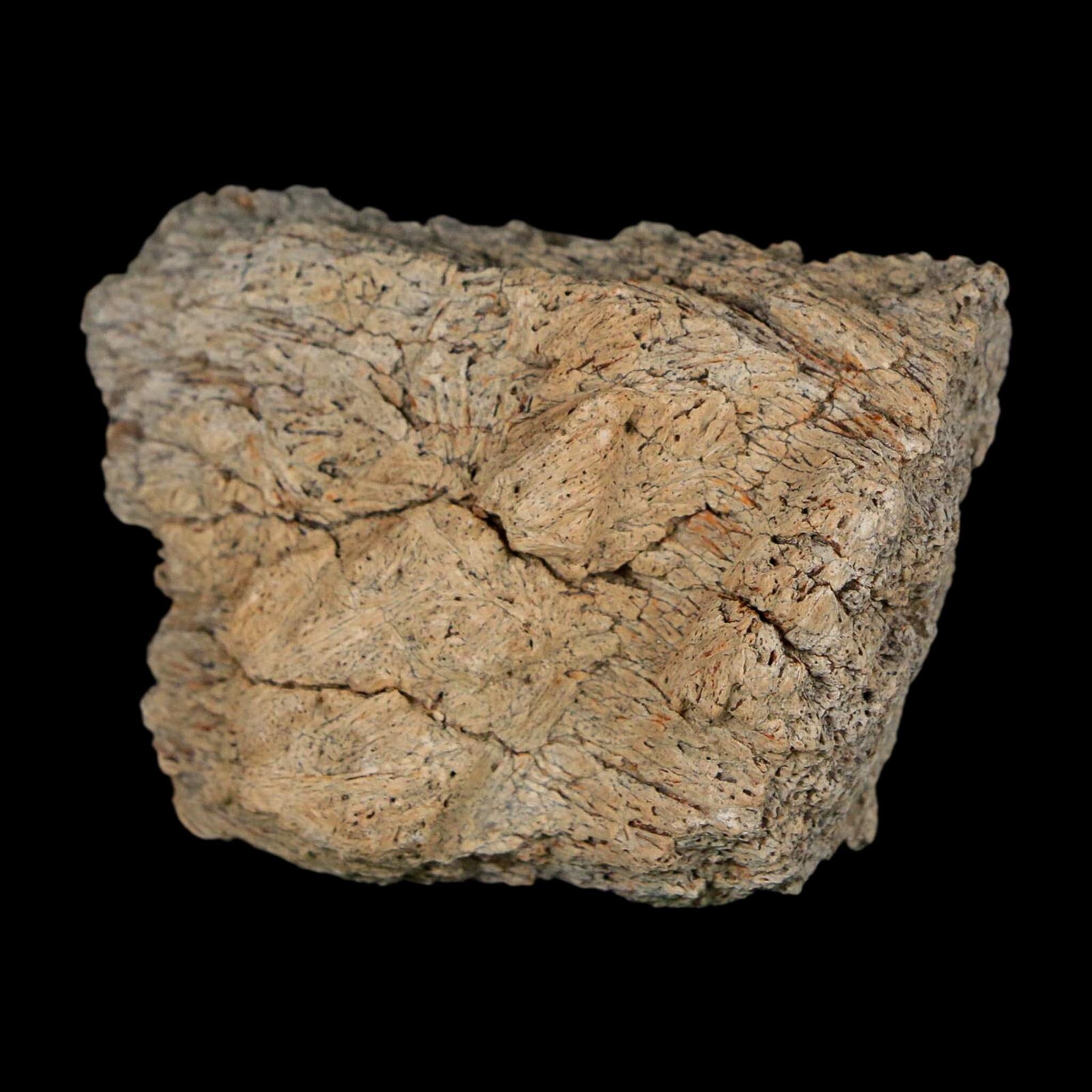 2" Triceratops Fossil Frill With Blood Grooves Lance Creek FM Cretaceous Dinosaur WY - Fossil Age Minerals