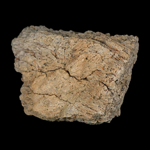 2" Triceratops Fossil Frill With Blood Grooves Lance Creek FM Cretaceous Dinosaur WY - Fossil Age Minerals