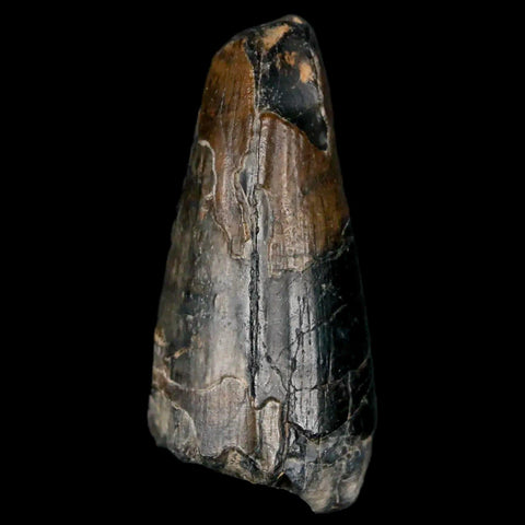 1.6" Sarcosuchus Imperator Crocodile Fossil Tooth Elrhaz FM Cretaceous Niger COA - Fossil Age Minerals