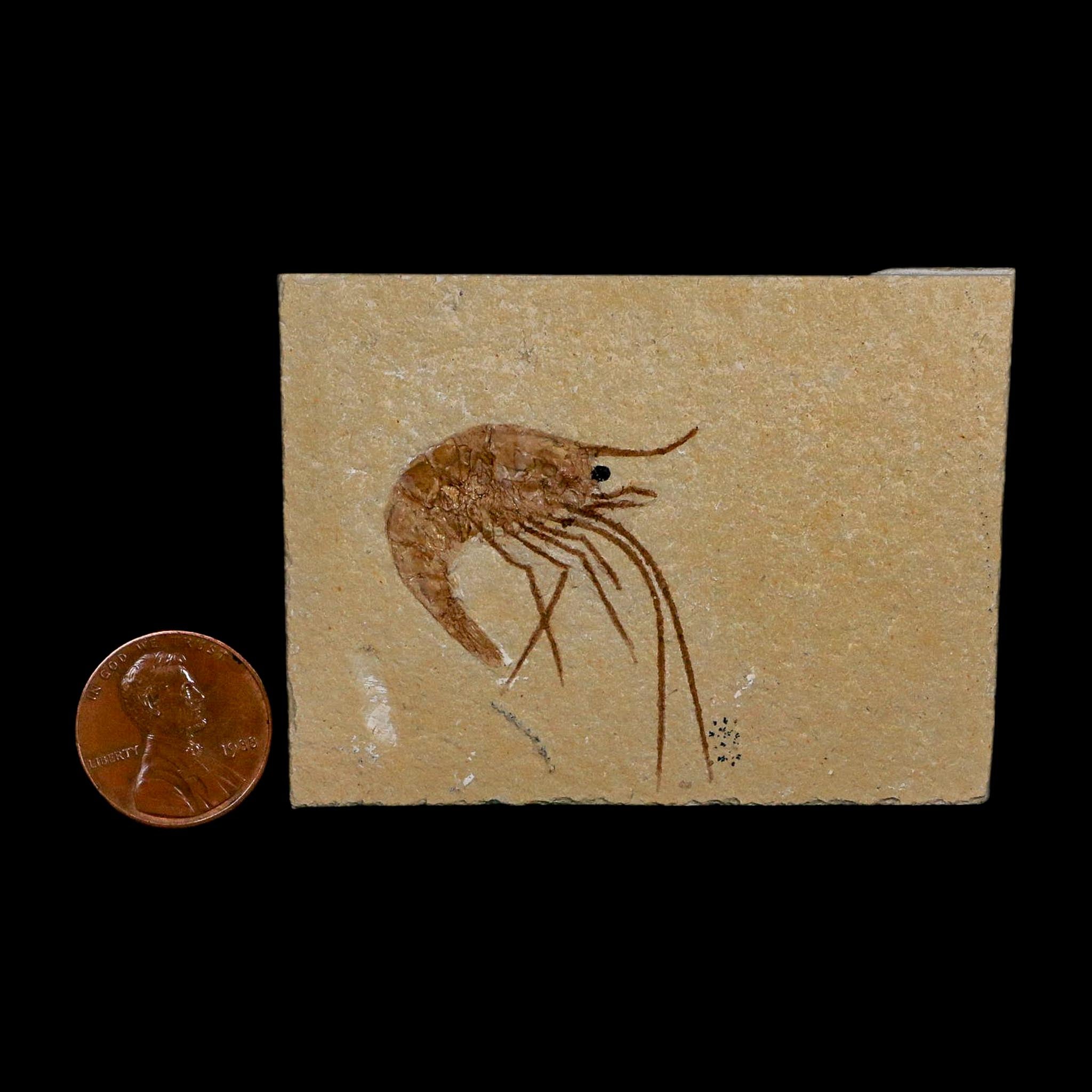 1.4" Fossil Shrimp Carpopenaeus Cretaceous Age 100 Mil Yrs Old Lebanon COA