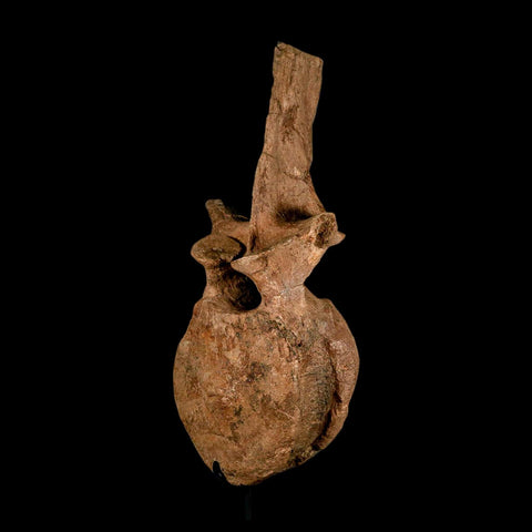 XL 16.5" Hadrosaur Dinosaur Fossil Vertebrae Bone Hell Creek FM MT COA Metal Stand