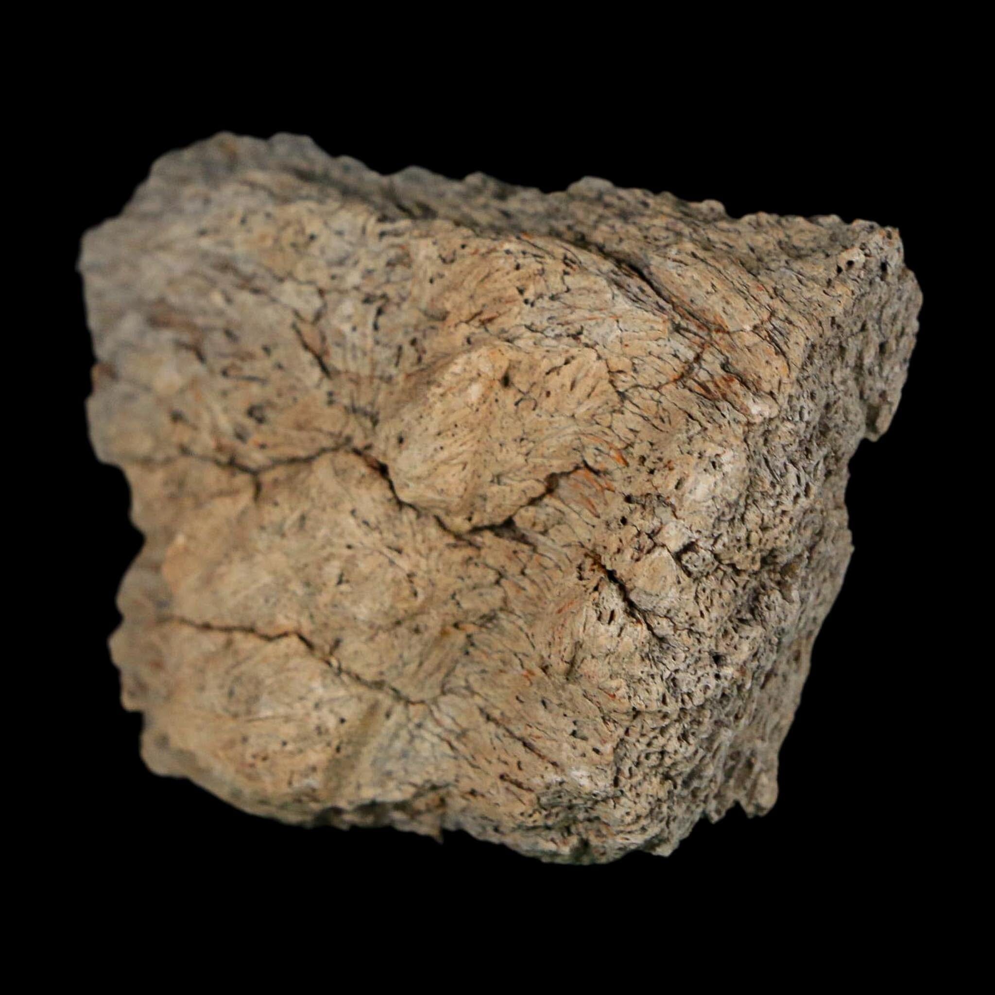 2" Triceratops Fossil Frill With Blood Grooves Lance Creek FM Cretaceous Dinosaur WY - Fossil Age Minerals