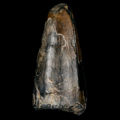 1.6" Sarcosuchus Imperator Crocodile Fossil Tooth Elrhaz FM Cretaceous Niger COA - Fossil Age Minerals