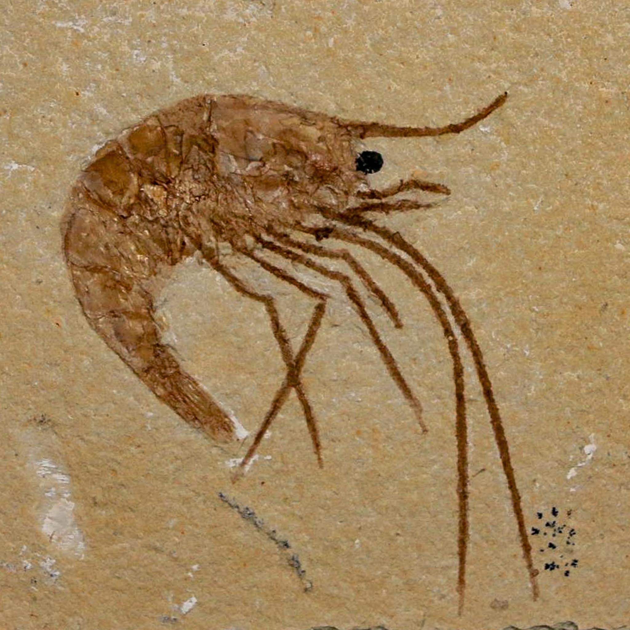 1.4" Fossil Shrimp Carpopenaeus Cretaceous Age 100 Mil Yrs Old Lebanon COA