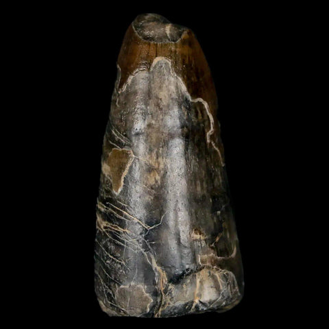 1.6" Sarcosuchus Imperator Crocodile Fossil Tooth Elrhaz FM Cretaceous Niger COA - Fossil Age Minerals