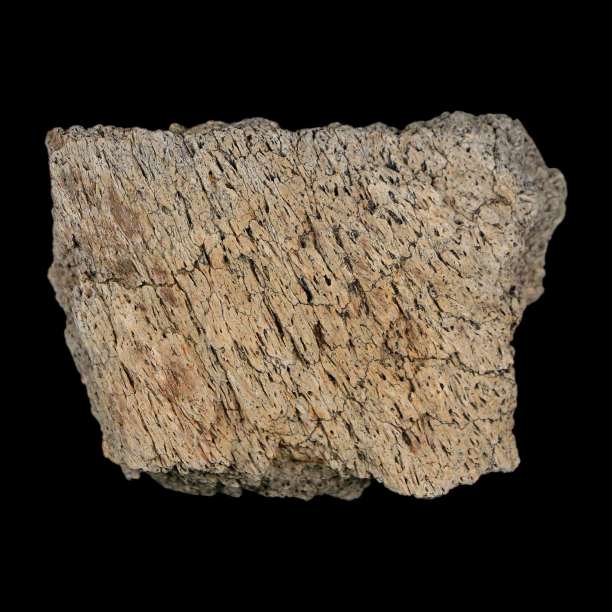 2" Triceratops Fossil Frill With Blood Grooves Lance Creek FM Cretaceous Dinosaur WY - Fossil Age Minerals