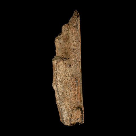 5.7" Corythosaurus Fossil Limb Bone Section Judith River Cretaceous Dinosaur COA - Fossil Age Minerals