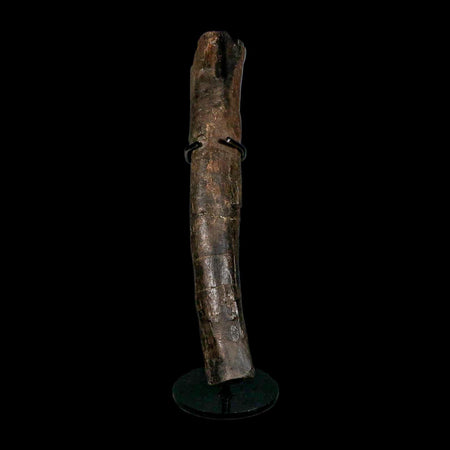 13" Hypacrosaurus Dinosaur Fossil Limb Bone Two Medicine FM MT COA, Stand