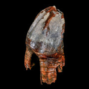 4.5" Woolly Rhinoceros Fossil Rooted Tooth Pleistocene Age Megafauna Russia COA