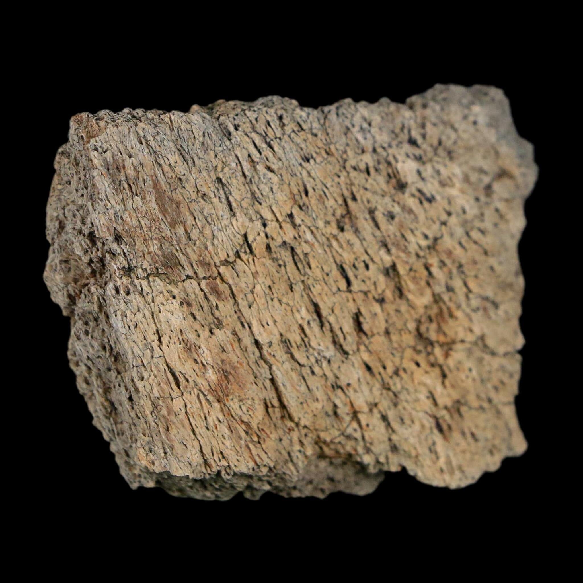 2" Triceratops Fossil Frill With Blood Grooves Lance Creek FM Cretaceous Dinosaur WY - Fossil Age Minerals