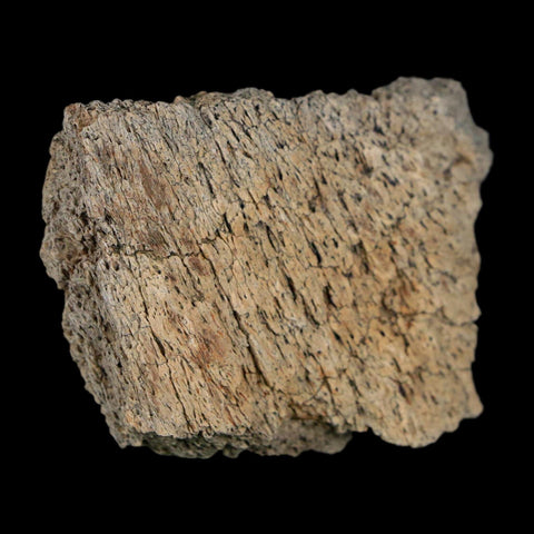2" Triceratops Fossil Frill With Blood Grooves Lance Creek FM Cretaceous Dinosaur WY - Fossil Age Minerals