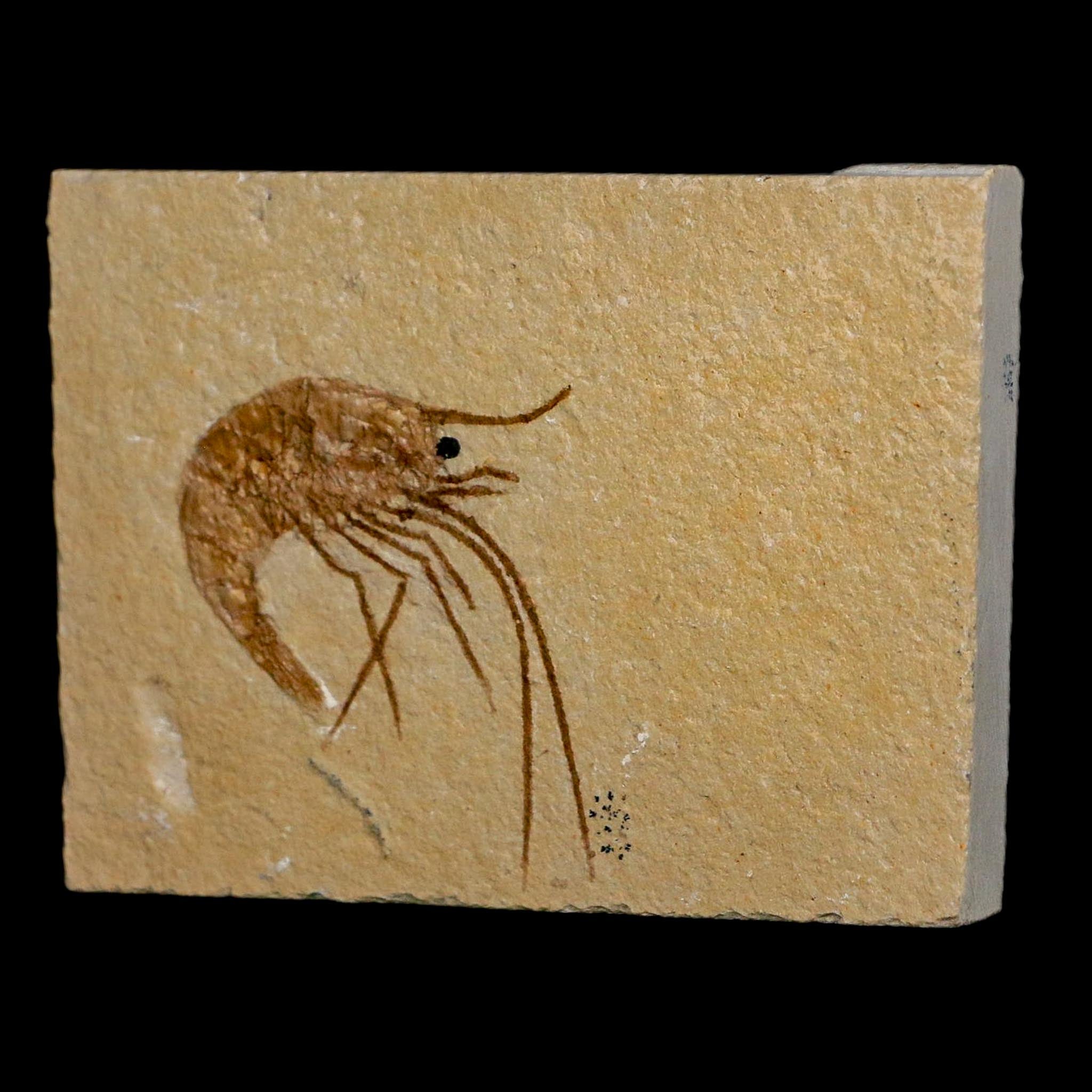 1.4" Fossil Shrimp Carpopenaeus Cretaceous Age 100 Mil Yrs Old Lebanon COA