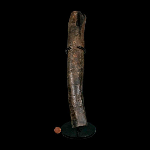 13" Hypacrosaurus Dinosaur Fossil Limb Bone Two Medicine FM MT COA, Stand