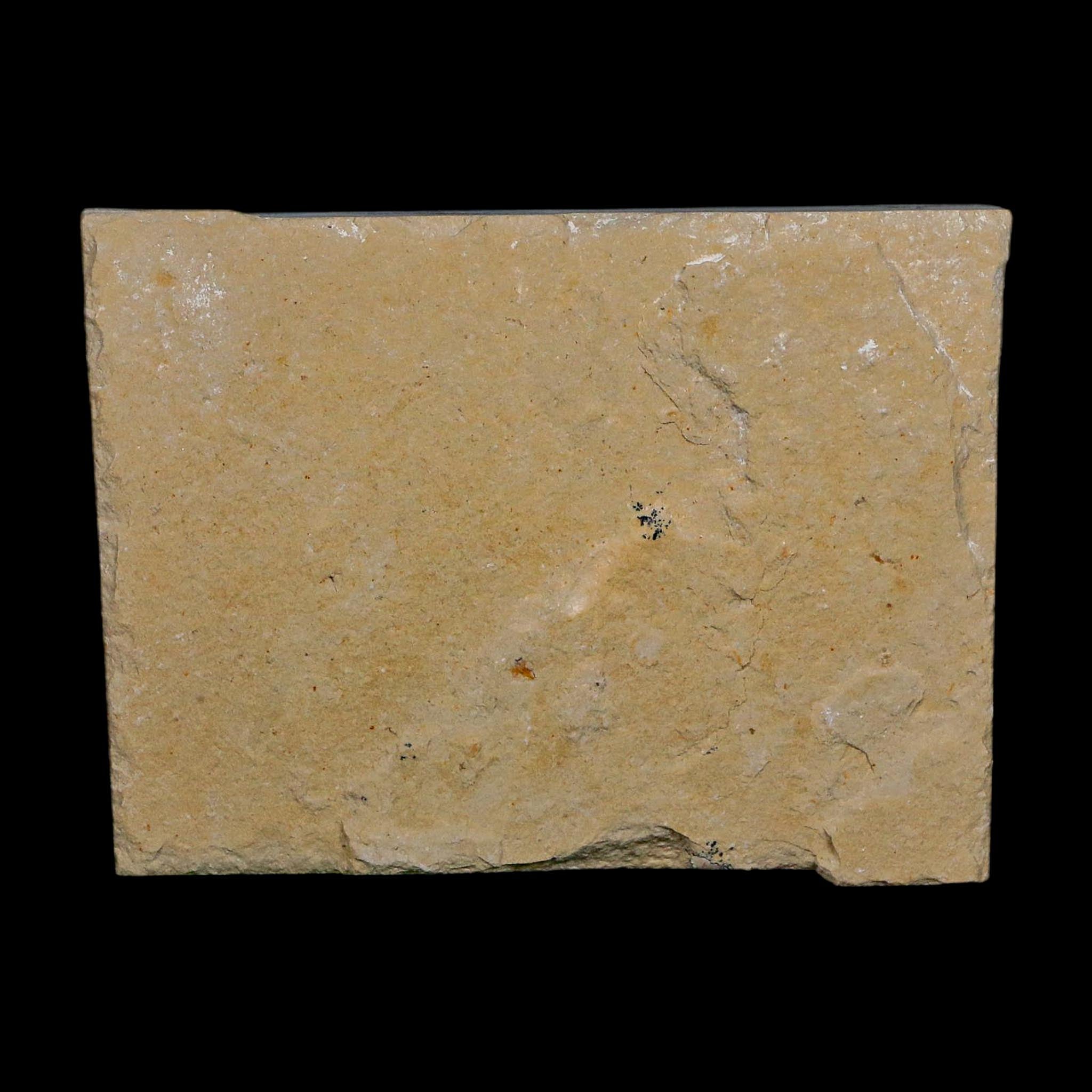 1.4" Fossil Shrimp Carpopenaeus Cretaceous Age 100 Mil Yrs Old Lebanon COA
